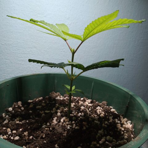 Medical Mass CBD clon growlog photo: De momento seguimos en Indoor 