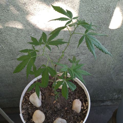 Medical Mass CBD  growlog timeline photo