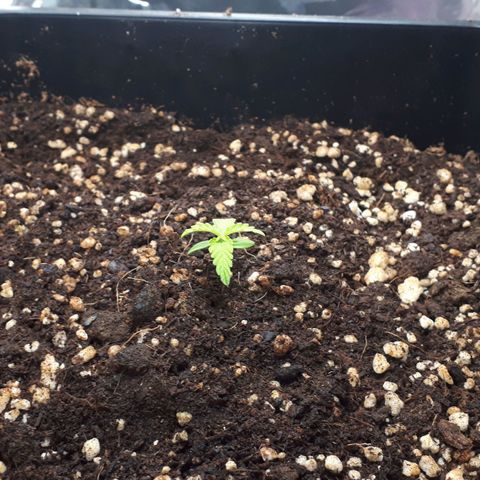 Mary ‎Lou growlog timeline photo