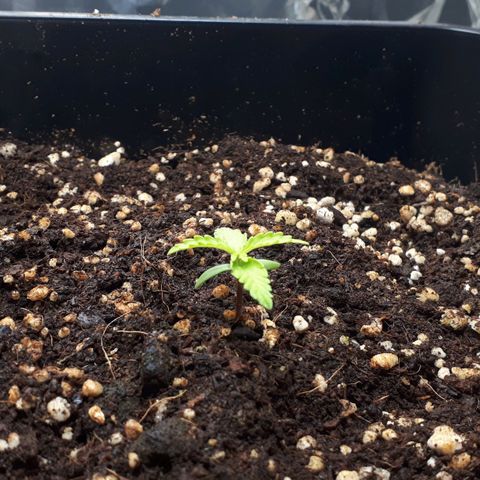 Mary ‎Lou growlog timeline photo