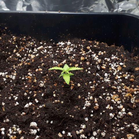 Mary ‎Lou growlog timeline photo