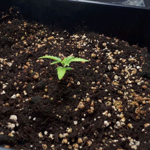 Mary ‎Lou growlog timeline photo