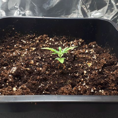Mary ‎Lou growlog timeline photo
