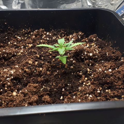 Mary ‎Lou growlog timeline photo