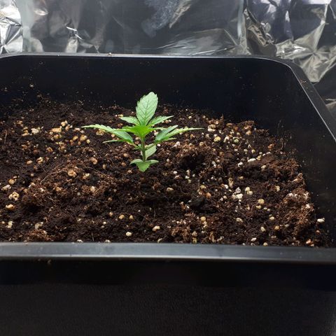 Mary ‎Lou growlog timeline photo