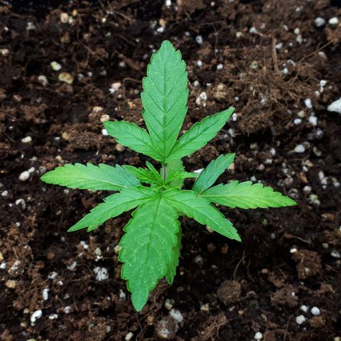 Mary ‎Lou growlog timeline photo