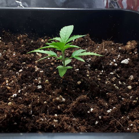 Mary ‎Lou growlog timeline photo