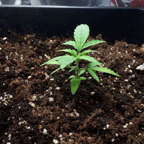 Mary ‎Lou growlog timeline photo