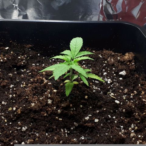 Mary ‎Lou growlog timeline photo