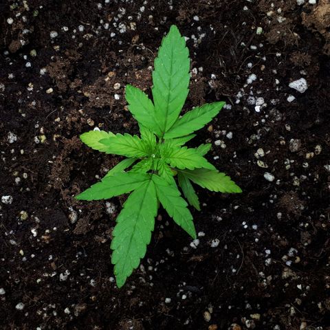 Mary ‎Lou growlog timeline photo