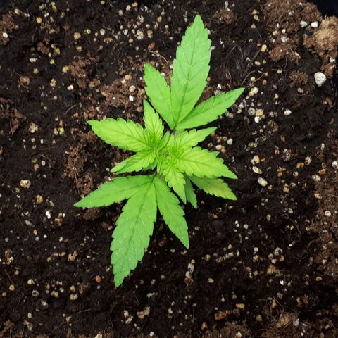 Mary ‎Lou growlog timeline photo