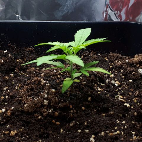 Mary ‎Lou growlog timeline photo