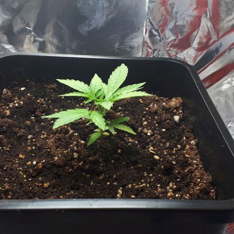 Mary ‎Lou growlog timeline photo