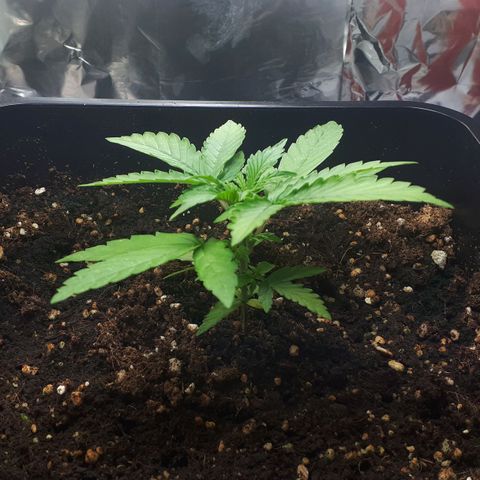 Mary ‎Lou growlog timeline photo