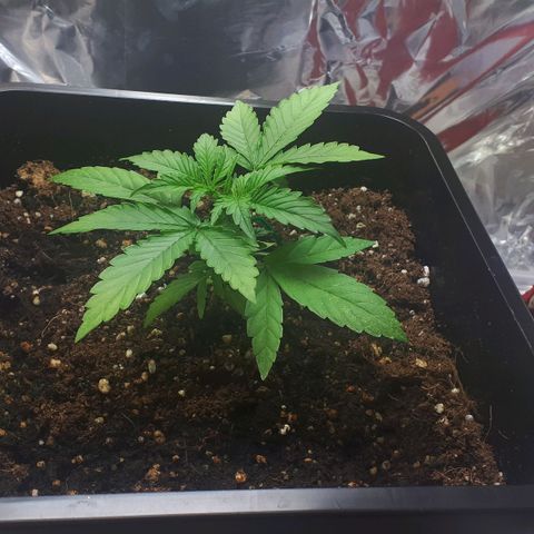 Mary ‎Lou growlog timeline photo