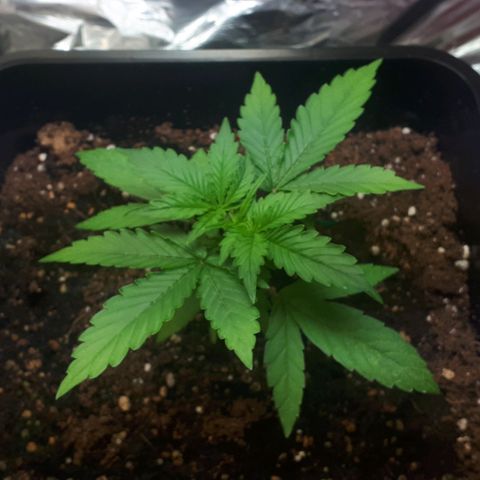 Mary ‎Lou growlog timeline photo