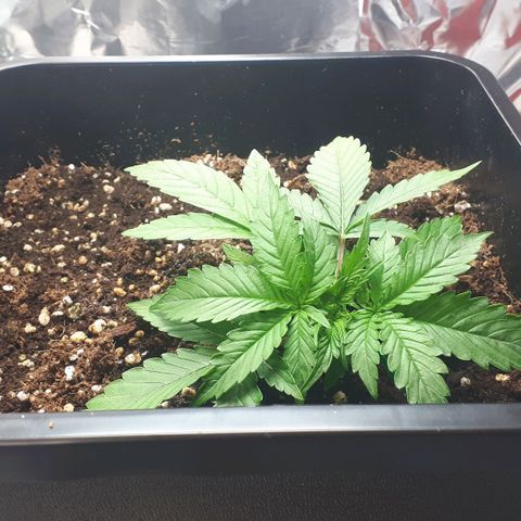 Mary ‎Lou growlog timeline photo