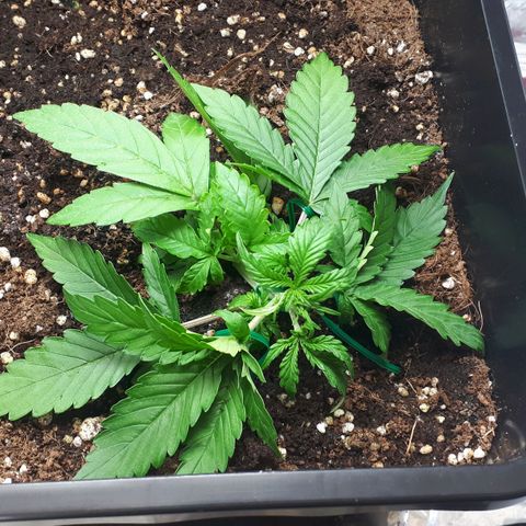 Mary ‎Lou growlog timeline photo