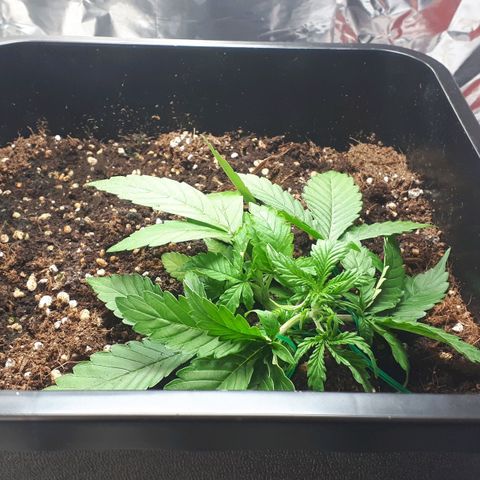 Mary ‎Lou growlog timeline photo