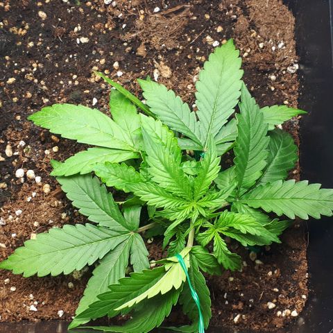 Mary ‎Lou growlog timeline photo