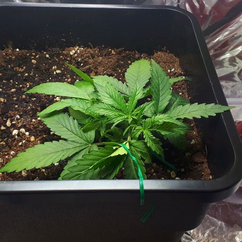 Mary ‎Lou growlog timeline photo