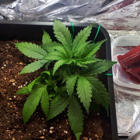 Mary ‎Lou growlog timeline photo