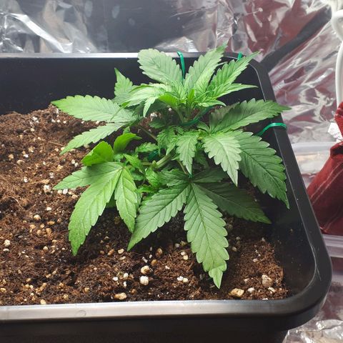 Mary ‎Lou growlog timeline photo