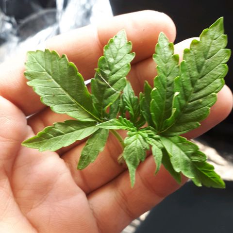 Mary ‎Lou growlog photo: נתלש במהלך האימון 
לעקוב אחרי התגובה 