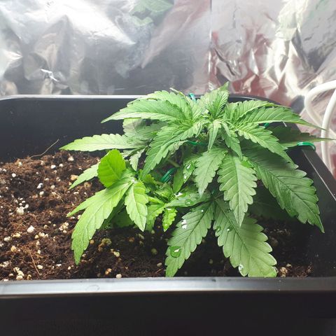 Mary ‎Lou growlog timeline photo