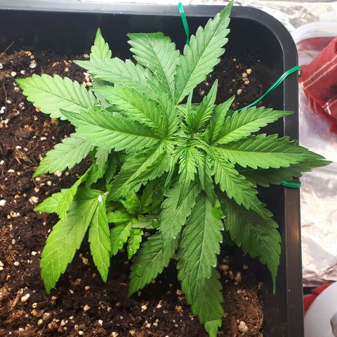 Mary ‎Lou growlog timeline photo