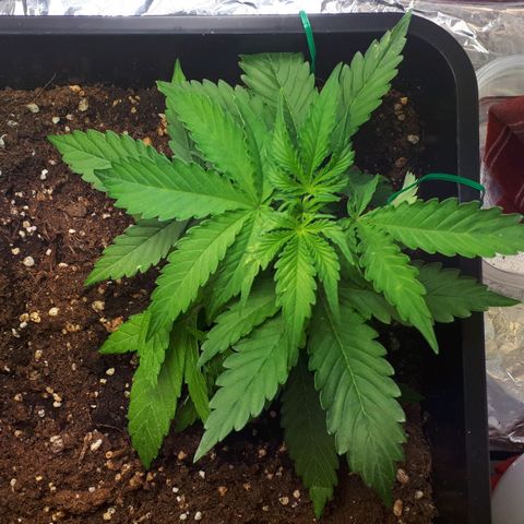 Mary ‎Lou growlog timeline photo