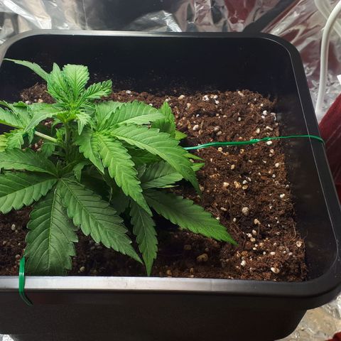 Mary ‎Lou growlog timeline photo
