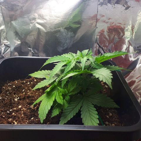 Mary ‎Lou growlog timeline photo