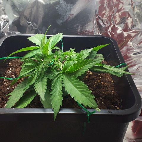 Mary ‎Lou growlog timeline photo