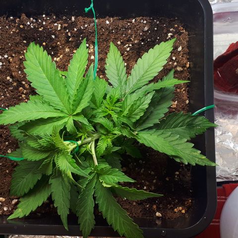 Mary ‎Lou growlog timeline photo