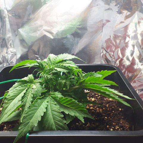Mary ‎Lou growlog timeline photo