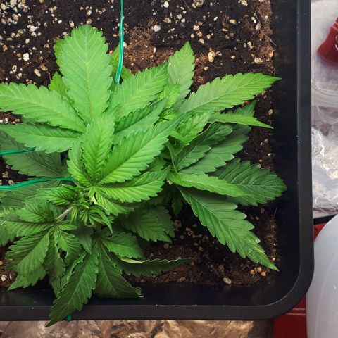 Mary ‎Lou growlog timeline photo