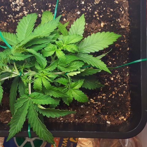 Mary ‎Lou growlog timeline photo