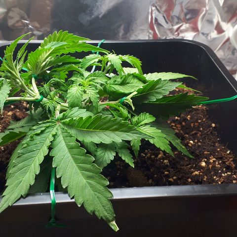 Mary ‎Lou growlog timeline photo