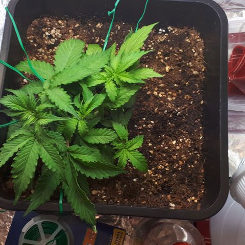 Mary ‎Lou growlog timeline photo
