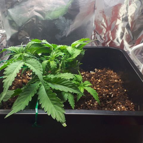 Mary ‎Lou growlog timeline photo