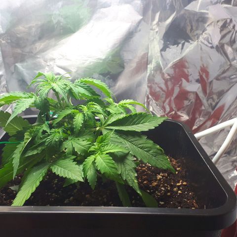 Mary ‎Lou growlog timeline photo