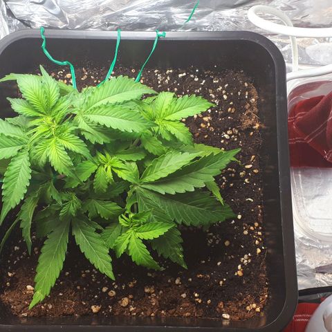 Mary ‎Lou growlog timeline photo