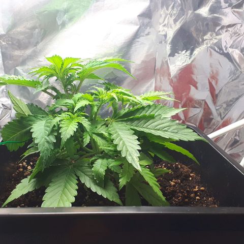 Mary ‎Lou growlog timeline photo