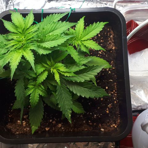 Mary ‎Lou growlog timeline photo