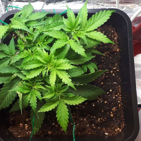 Mary ‎Lou growlog timeline photo