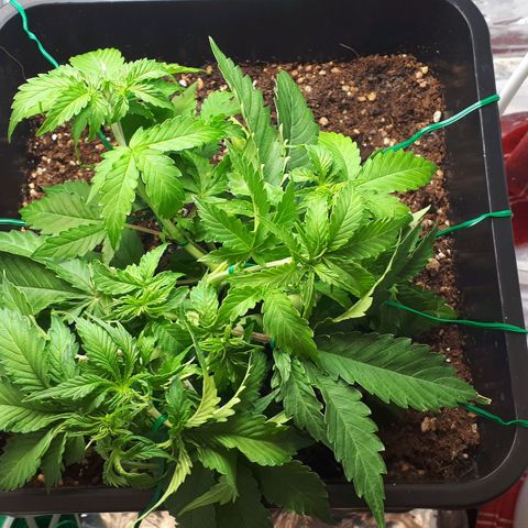 Mary ‎Lou growlog timeline photo