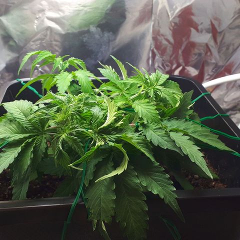 Mary ‎Lou growlog timeline photo