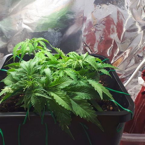 Mary ‎Lou growlog timeline photo