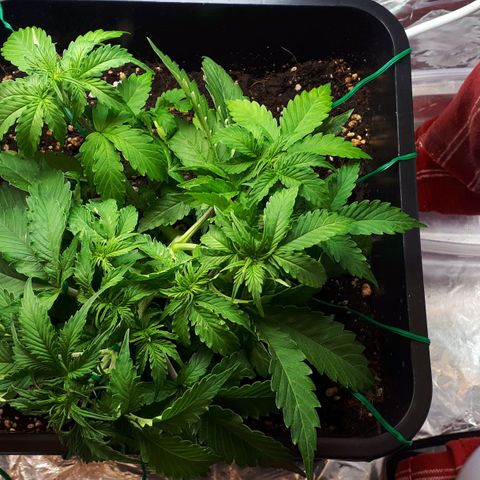 Mary ‎Lou growlog timeline photo
